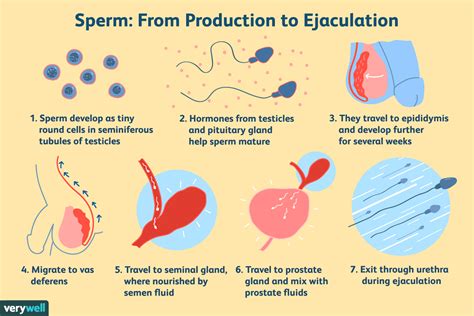 how to shot cum|Sexual Health Info: Facts About Male Ejaculation